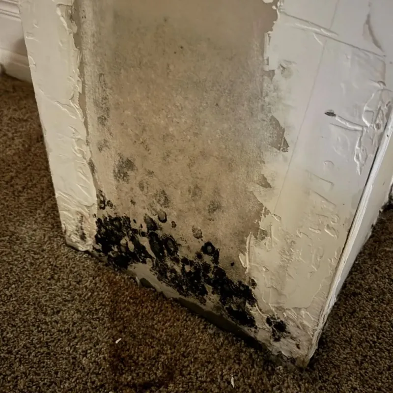 Professional Mold Removal in Jurupa Valley, CA